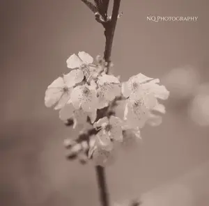 P1290874-9WL