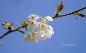 P1290875-2WL
